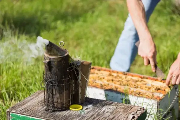 Imker mit qualmendem Smoker am Bienenstock