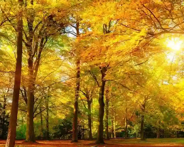 Natur, Wald und Bäume für die perfekte Propolis Gewinnung