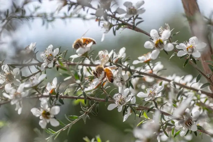 Manuka Strauch mit Bienen in Neuseeland