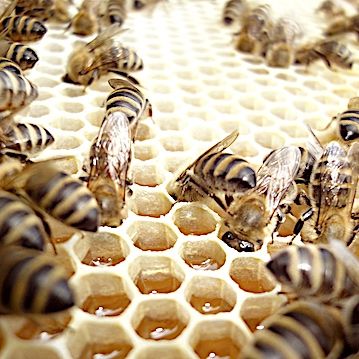 Bienenwabe mit Honig und Bienen – naturnahe Bienenhaltung