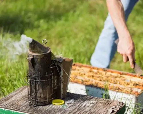 Biennherz pflegt und schützt die Bienen und arbeitet nicht mit Rauch wie andere Imker. Das Wohl der Bienen steht immer im Vordergrund