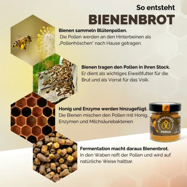 Wie entsteht Bienenbrot? Bienenherz erklärt wie Perga entsteht