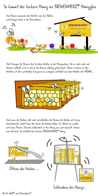 Illustration: So entsteht Bienenhonig bei Bienenherz