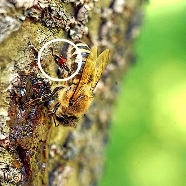 Biene sammelt Propolis am Bienenstock