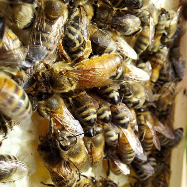 Bienenkönigin Hofstaat