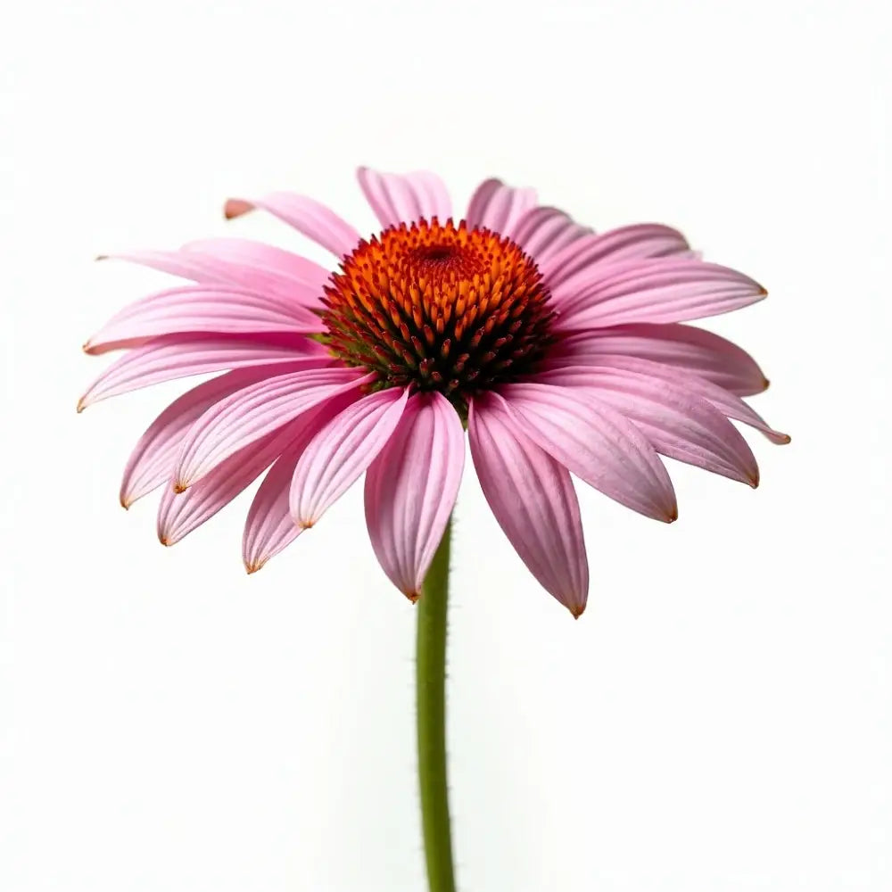 Echinacea Blüte als Bestandteil der natürlichen Pflege von Bienenherz