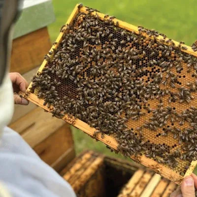 Durchsicht einer Bienenwabe