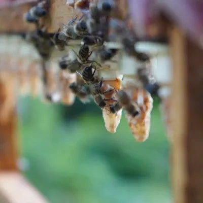 Königinnenzucht Bienenherz