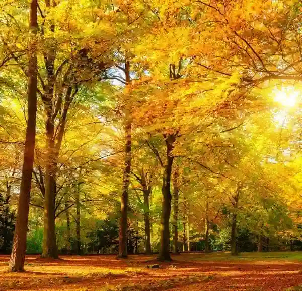 Natur, Wald und Bäume für die perfekte Propolis Gewinnung