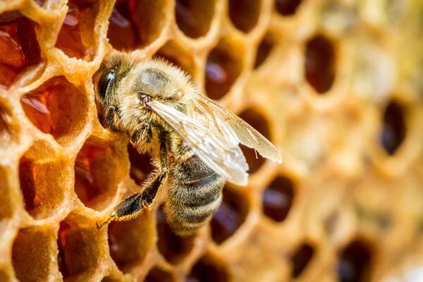 Biene auf natürlicher Bienenwabe