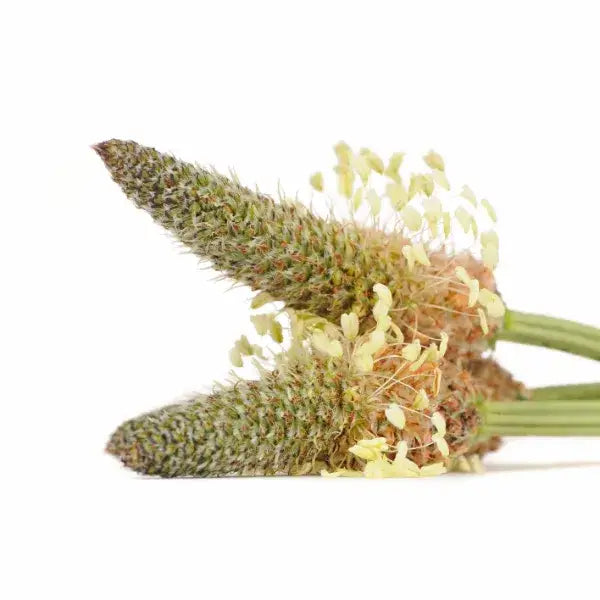 Mit der Kraft der Natur: das Spitzwegerich-Hals-Spray von Bienenherz, das natürlich pflegt.